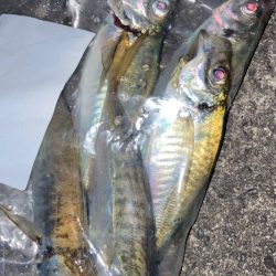 タチウオ狙いからの鯵