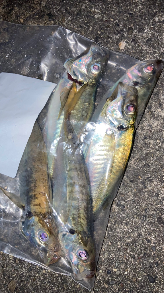 タチウオ狙いからの鯵