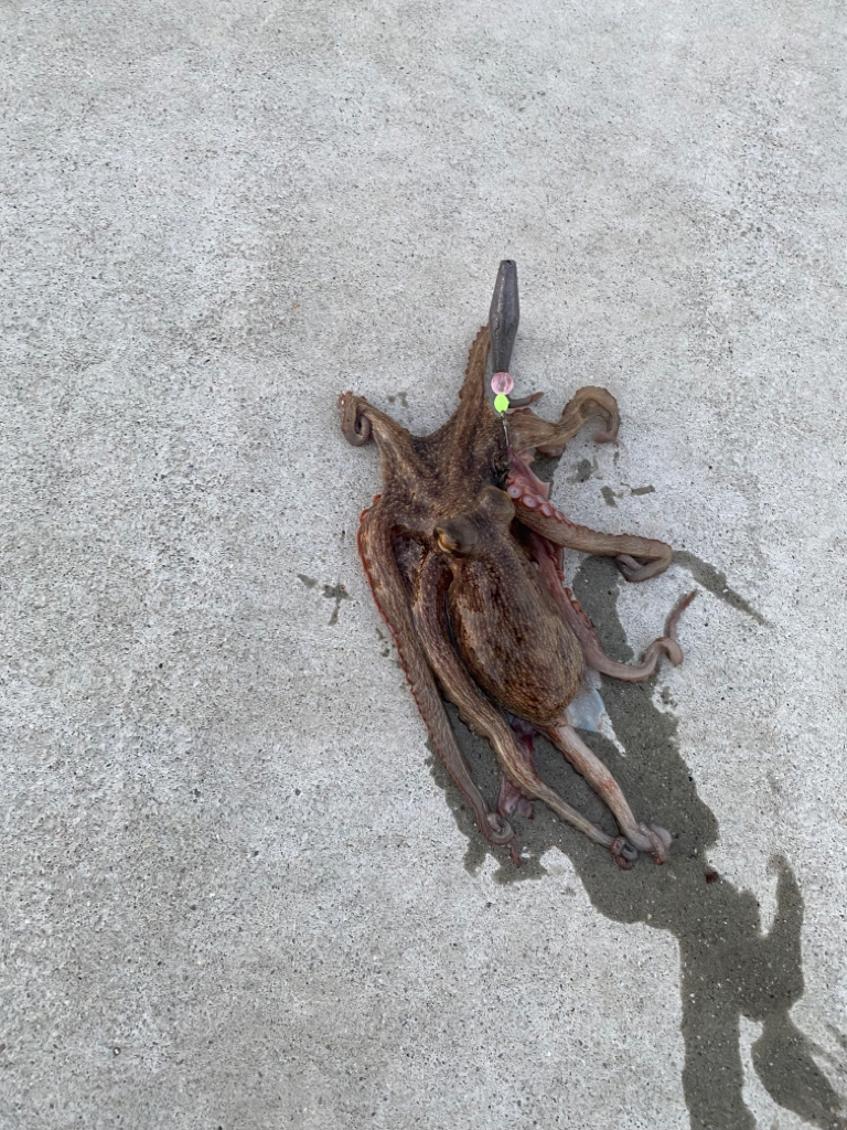 爆釣　四目達成