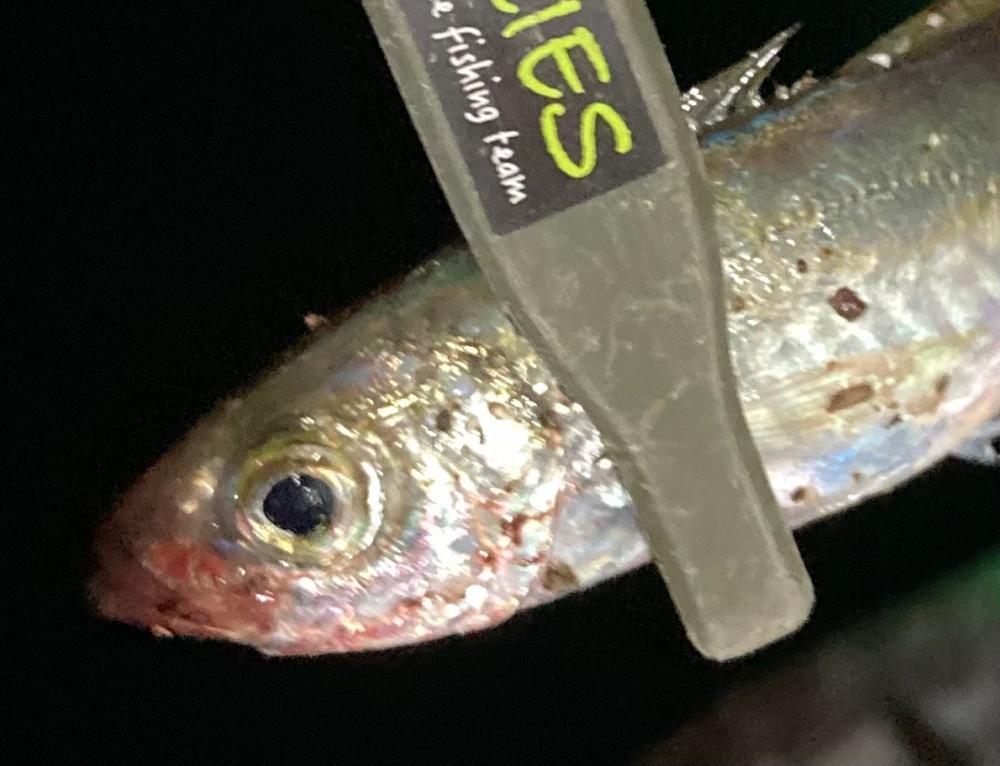 アジ減った⁈涙