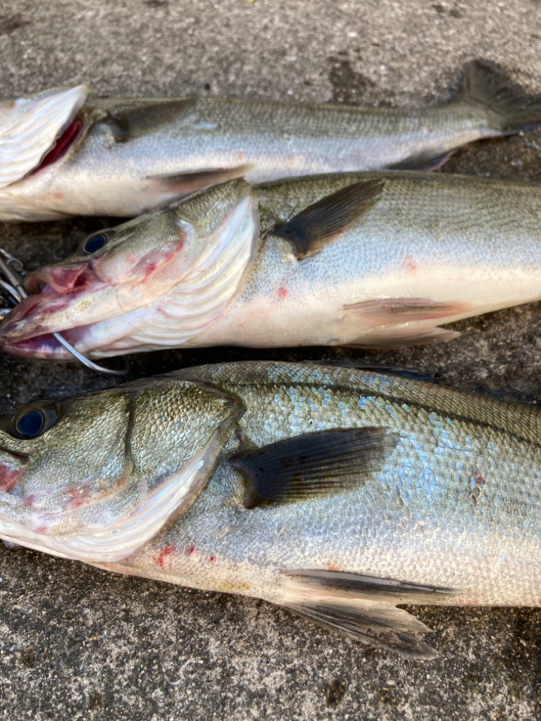 セイゴ回遊しています