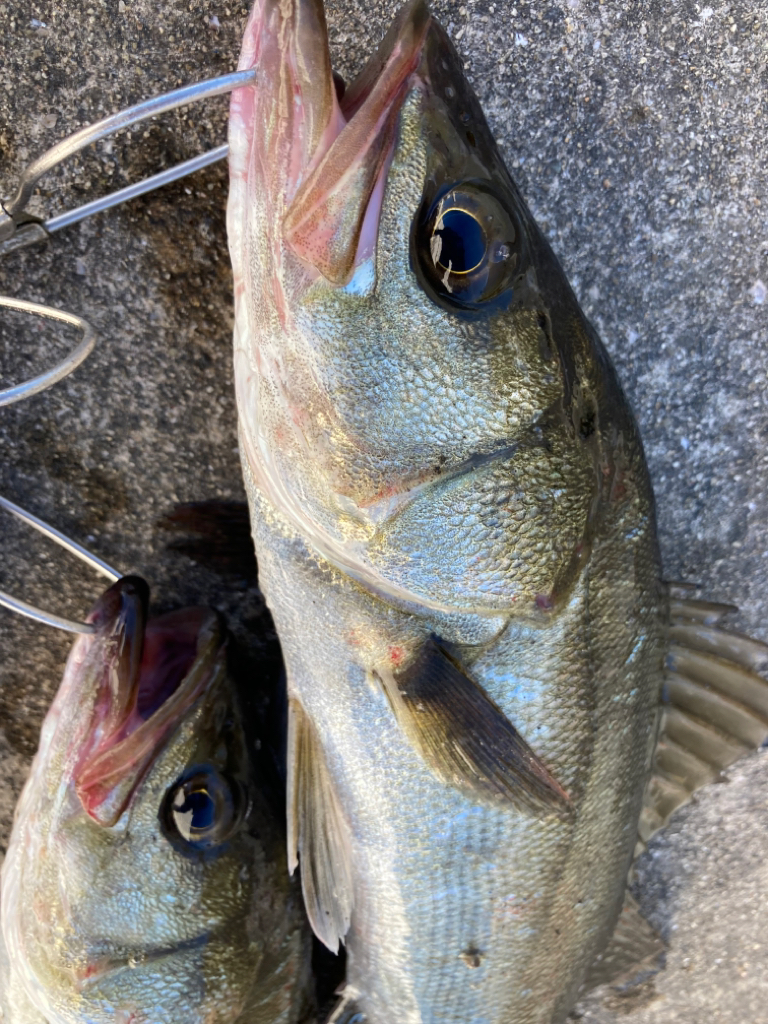大きめなアジ回遊してます