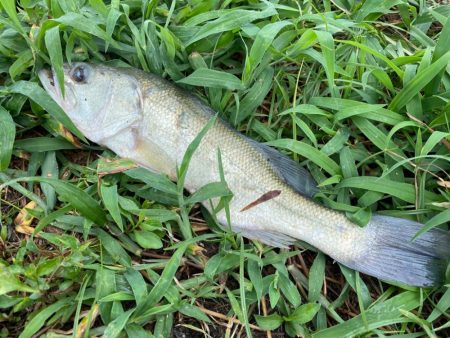 全く引かない！