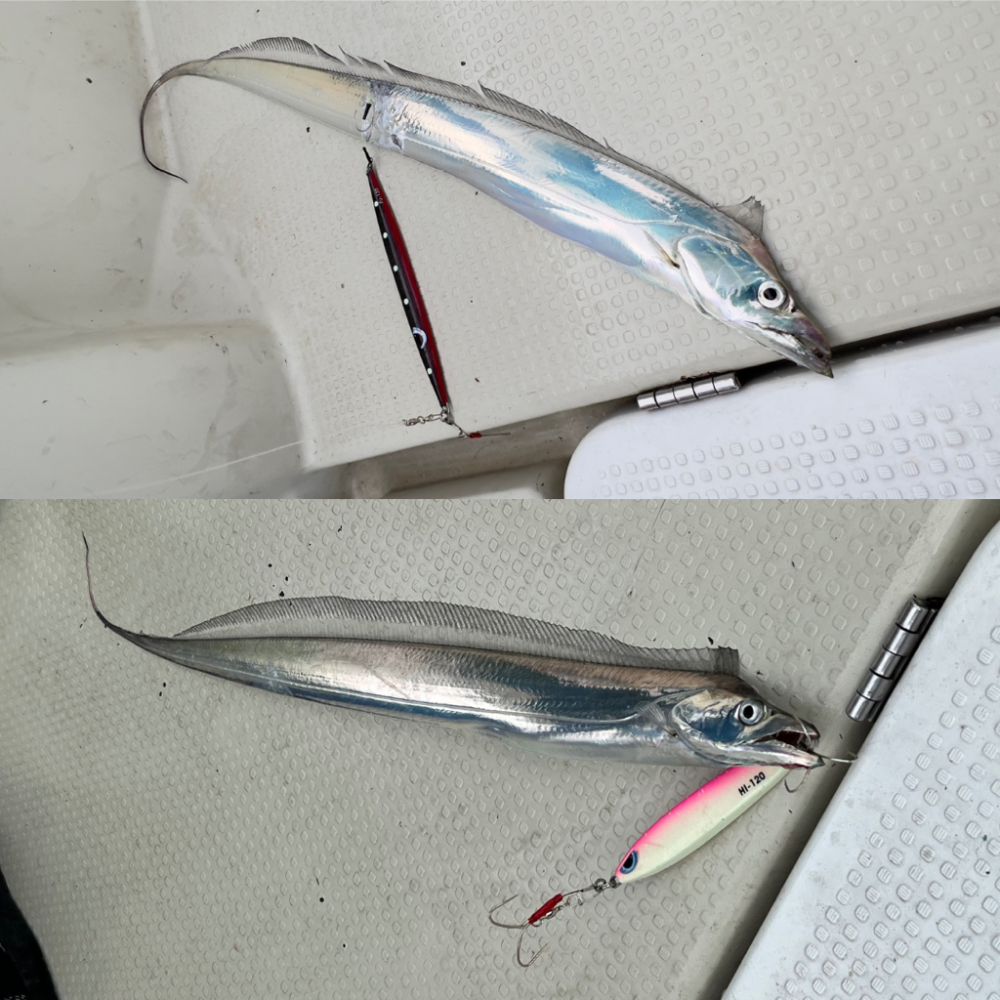 タチウオ/タチウオジギング&豚サバ/サビキ&メジロ/ジギング