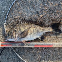 サシエ コーン3粒 フカセ釣り