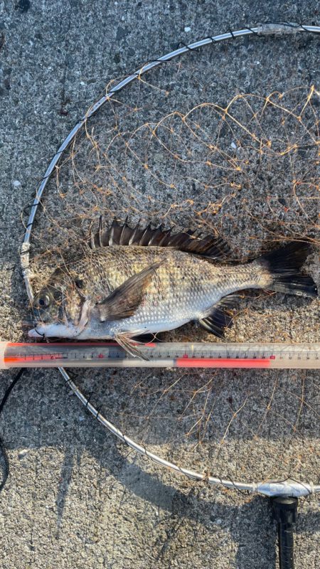 サシエ コーン3粒 フカセ釣り