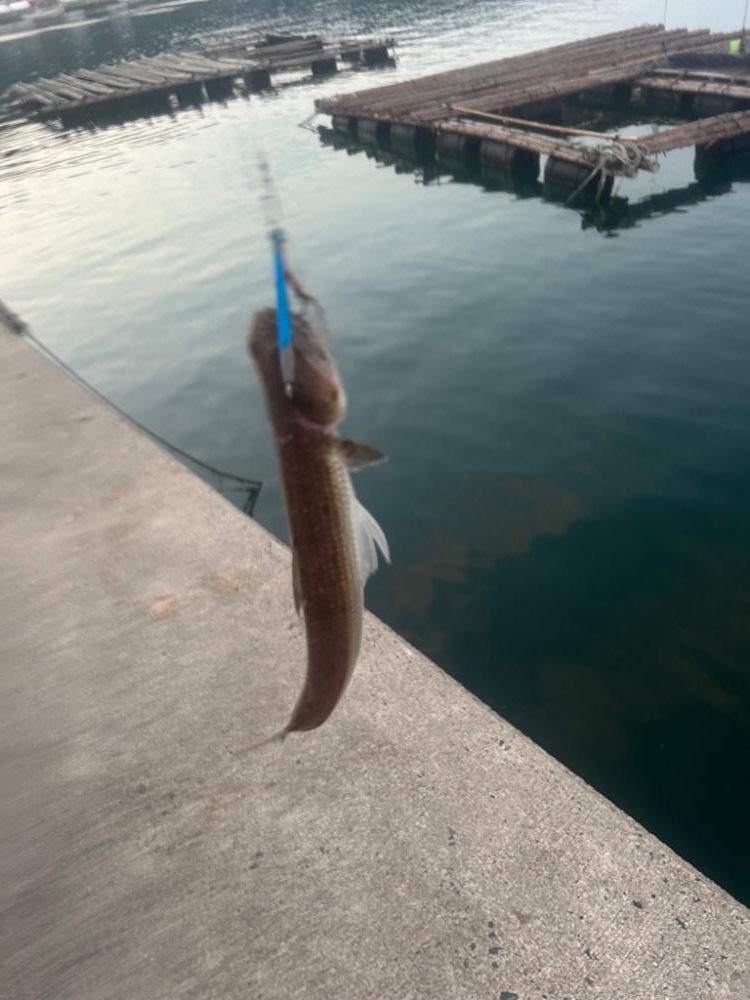 糸島でアジング