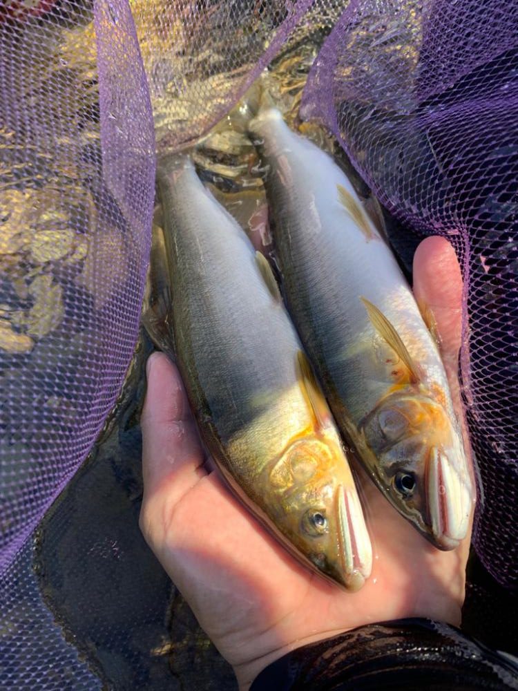 鮎の友釣りvol.3