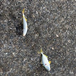 青物求めて南伊勢ッ