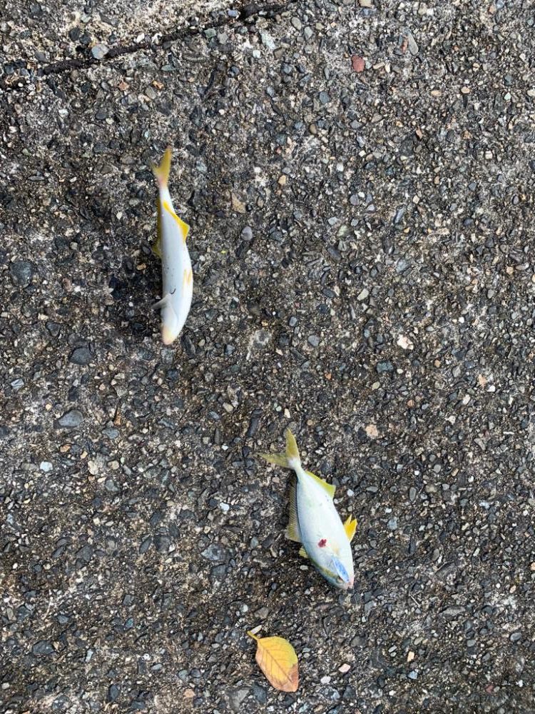 青物求めて南伊勢ッ