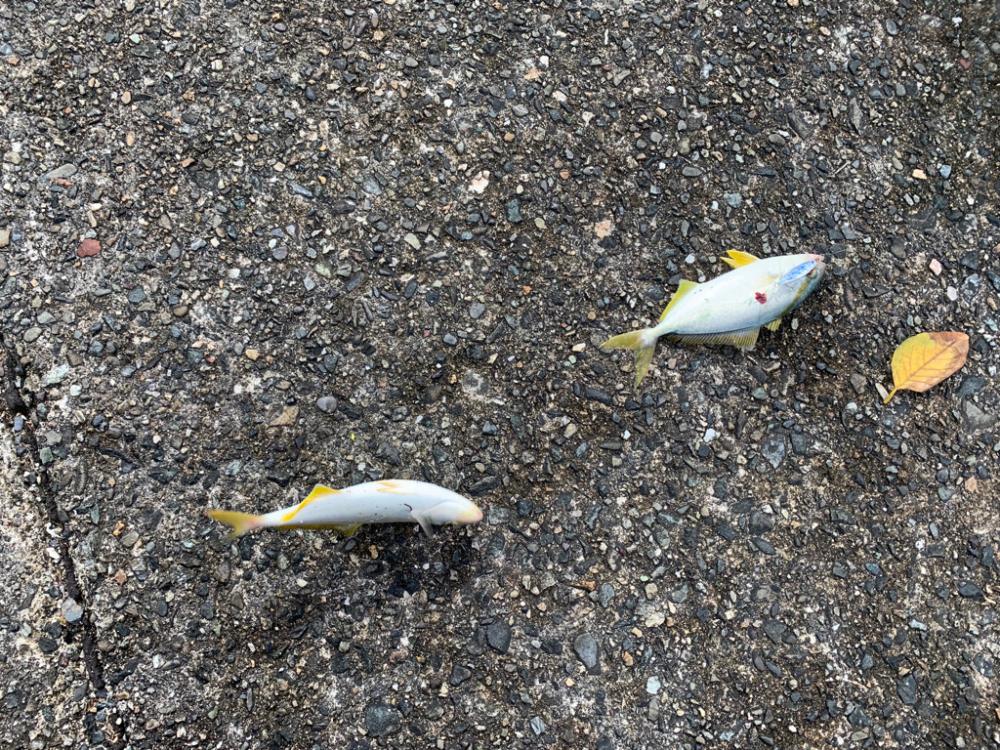 青物求めて南伊勢ッ