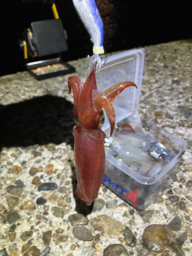 ケンサキ調査2日目(^^)