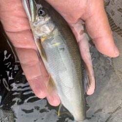 鮎釣りday3