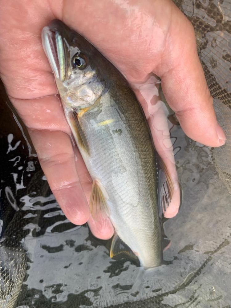 鮎釣りday3