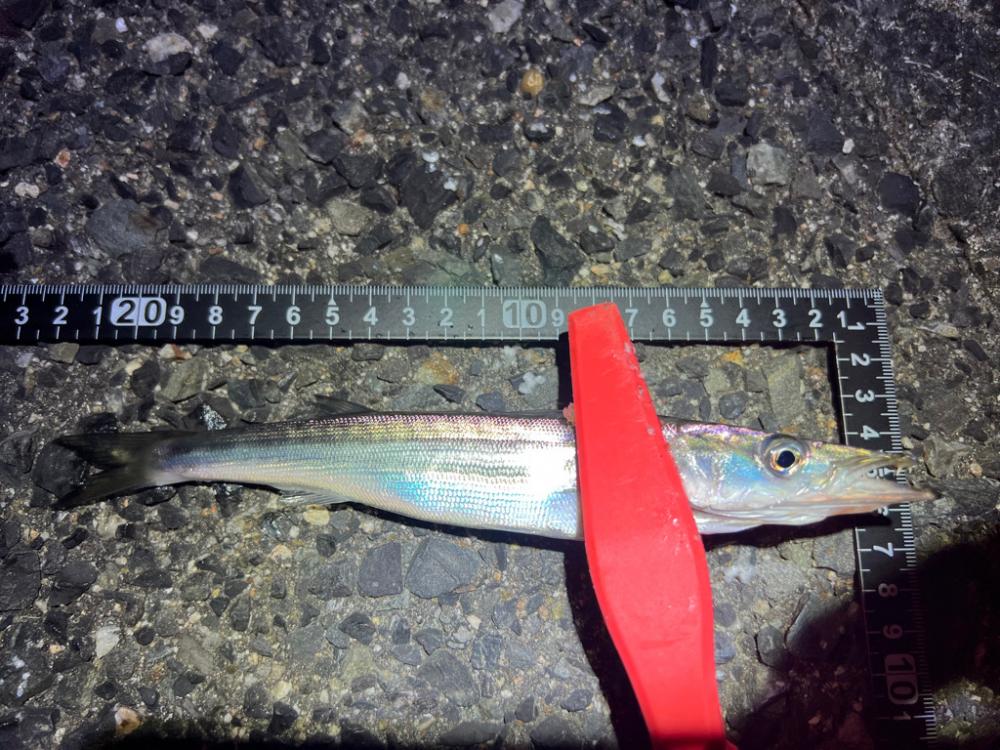 鯵を探して三千里 Vol.66