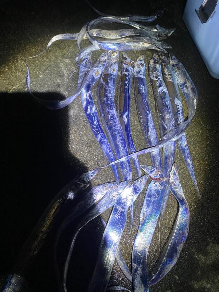 太刀魚がたくさん釣れました！！