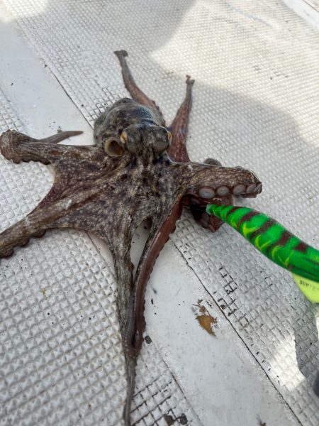 ８月の明石タコ釣り🐙