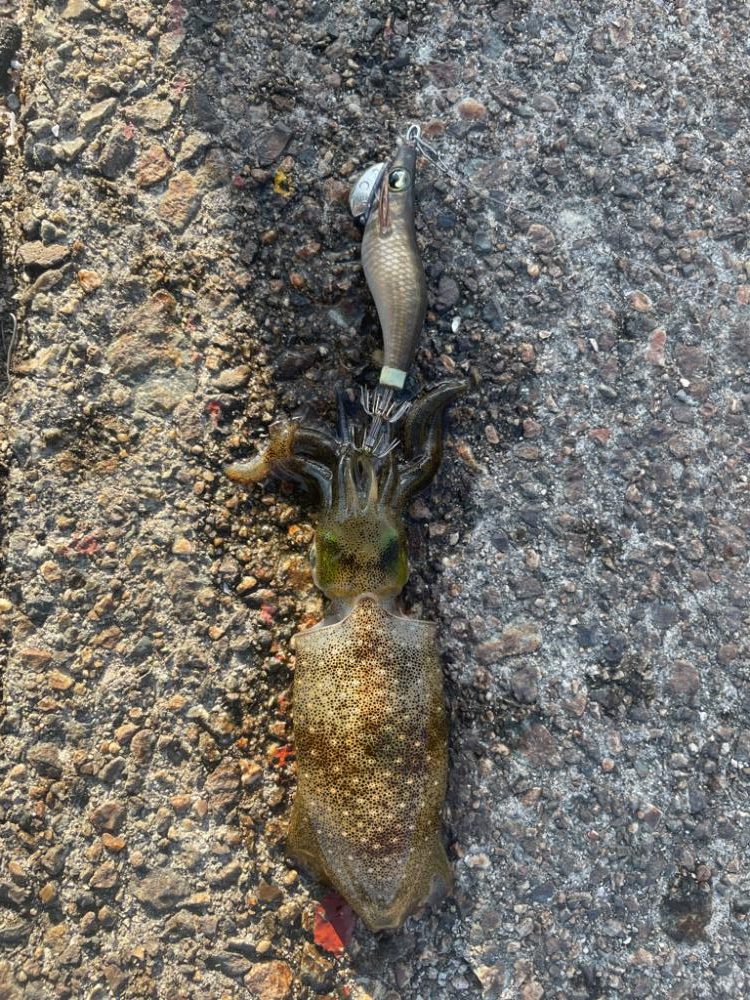 アオリイカ調査