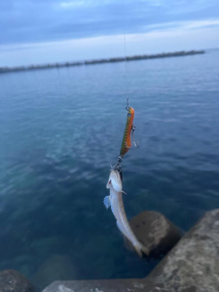 シーバスゲームと今年初の青物