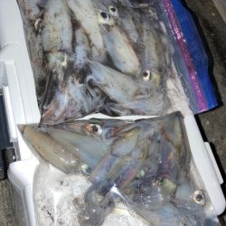 ケンサキイカ釣りたい( ・∇・)