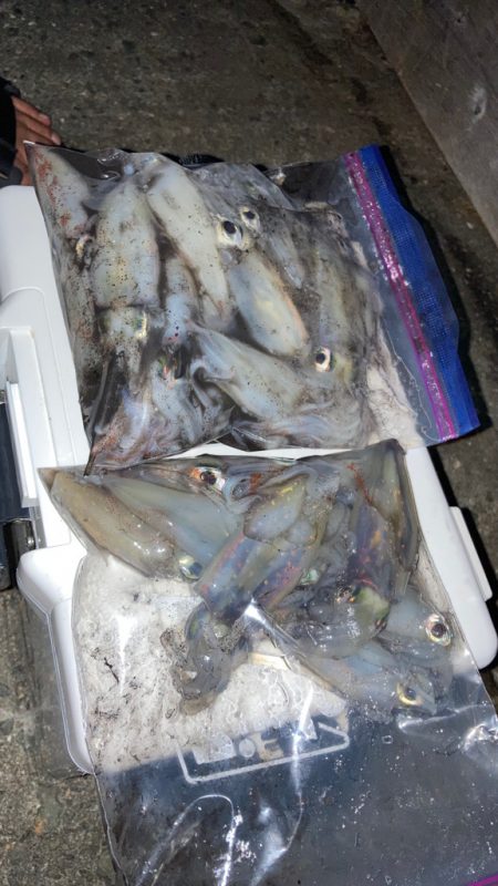 ケンサキイカ釣りたい( ・∇・)