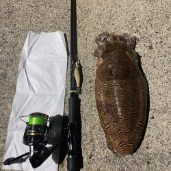 アオリ新子の調査