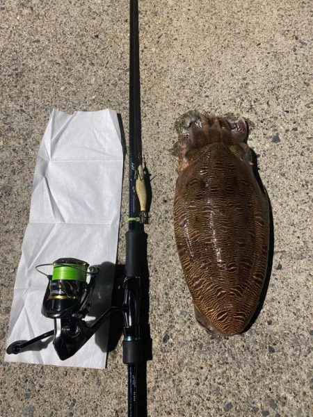 アオリ新子の調査