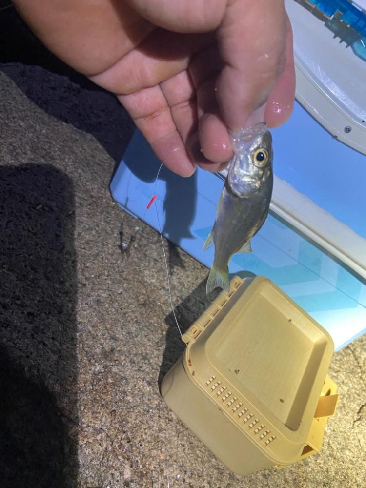 ちょい投げシロギスタの時短夕まずめ