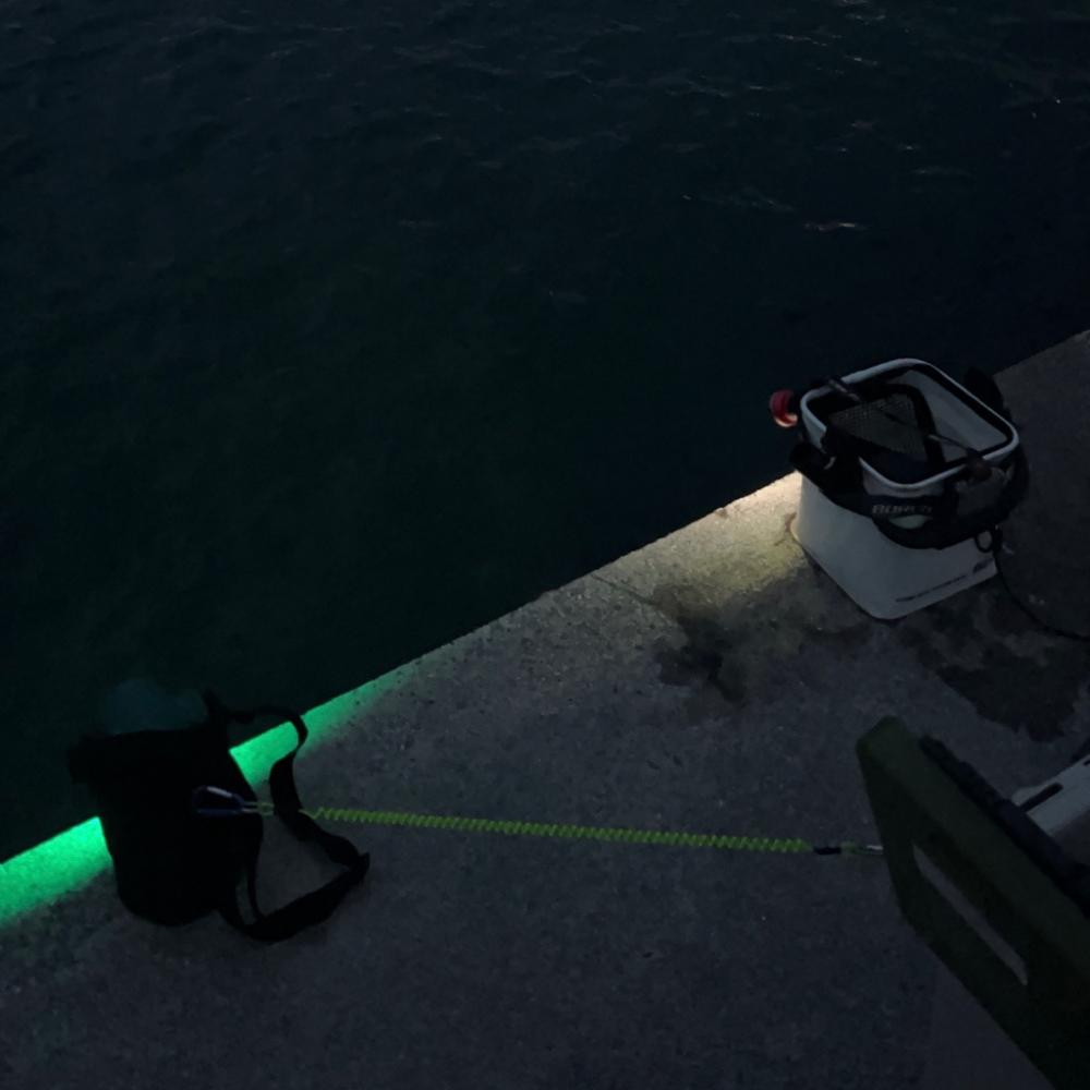 ケンサキの季節