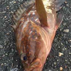 【タコフィネス】アコウ4＋タコ2