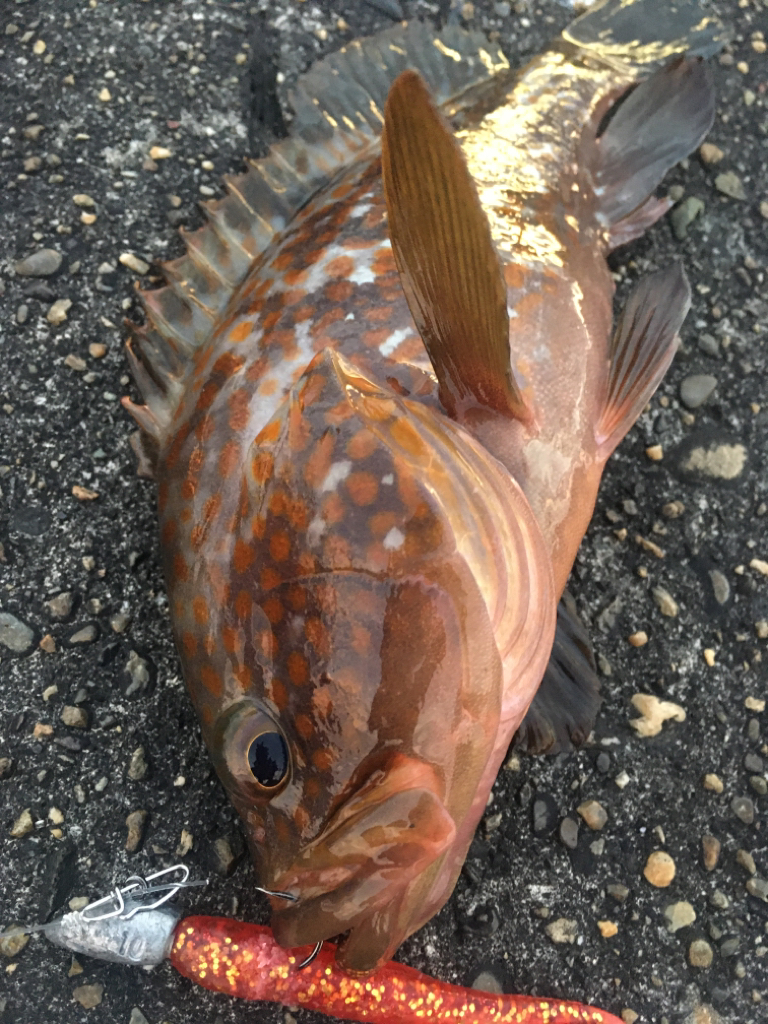 【タコフィネス】アコウ4＋タコ2