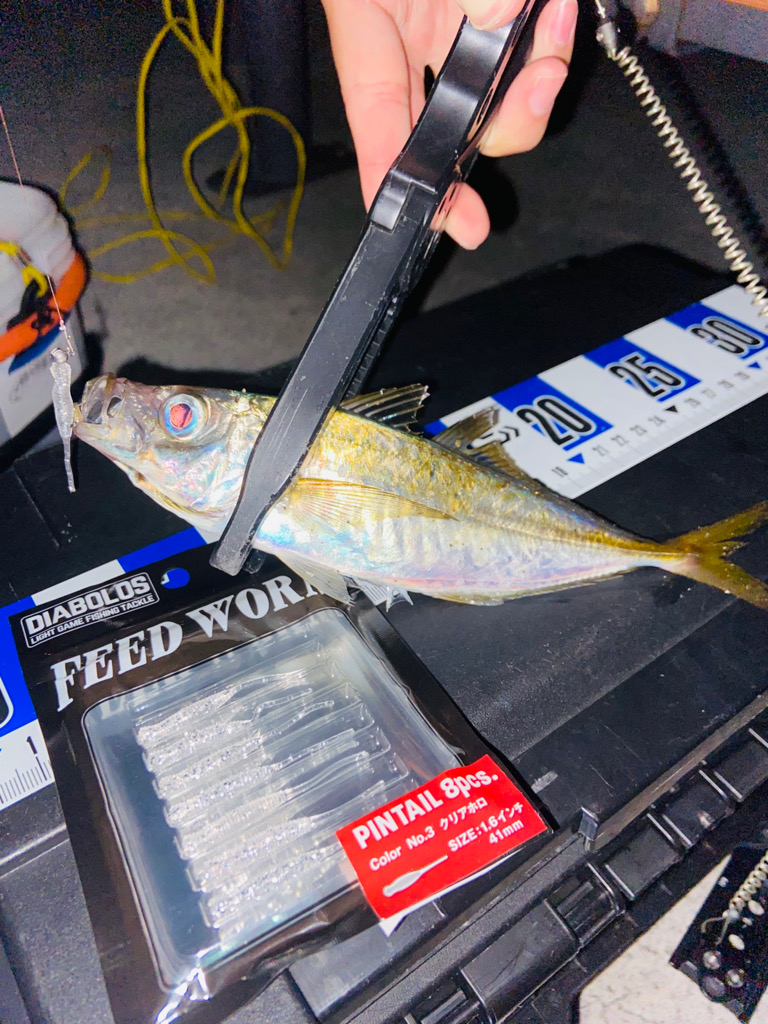 小アジが湧いている！青物も入ってきてます✋