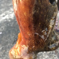 【タコフィネス】苦潮下でのタコ戦略