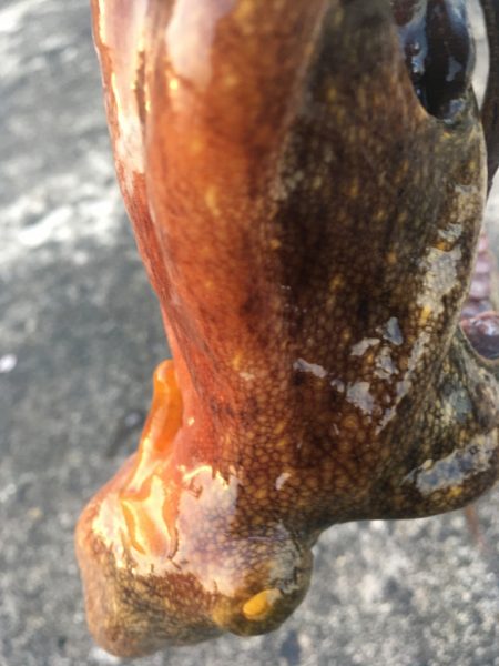 【タコフィネス】苦潮下でのタコ戦略