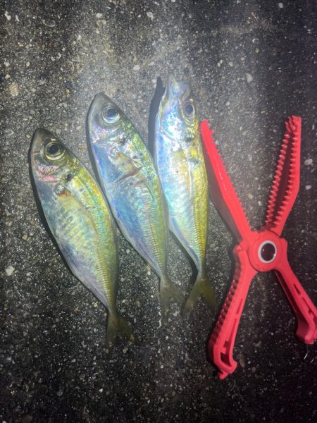 鯵を探して三千里 Vol.62