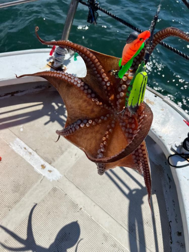８月の明石タコ釣り情報🐙