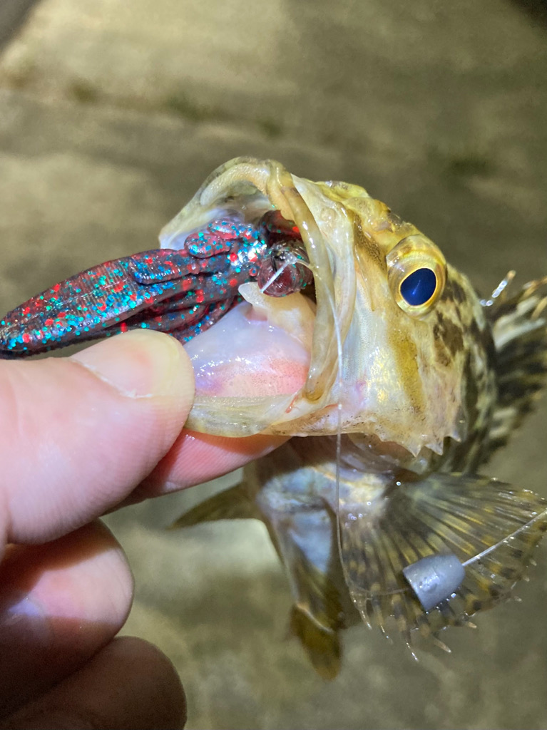 お手軽ライトロックフィッシュ