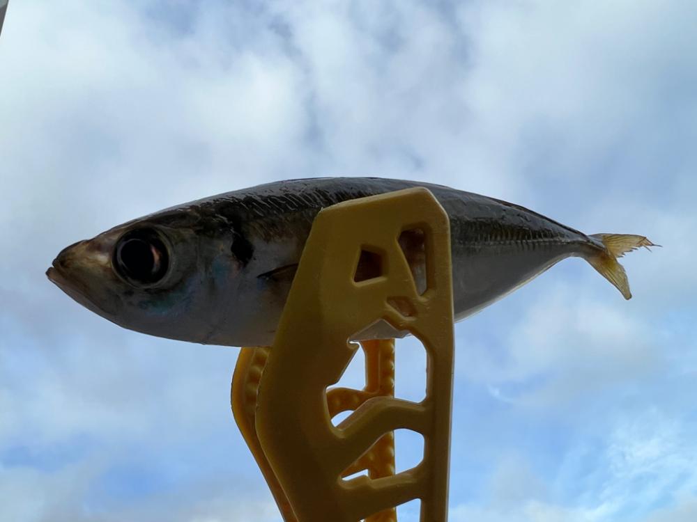 鯵を探して三千里 Vol.60