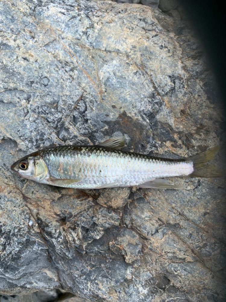 美山第4戦〜土用隠れ？〜