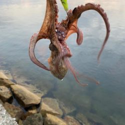 タコも終盤かな？