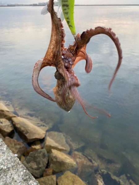 タコも終盤かな？