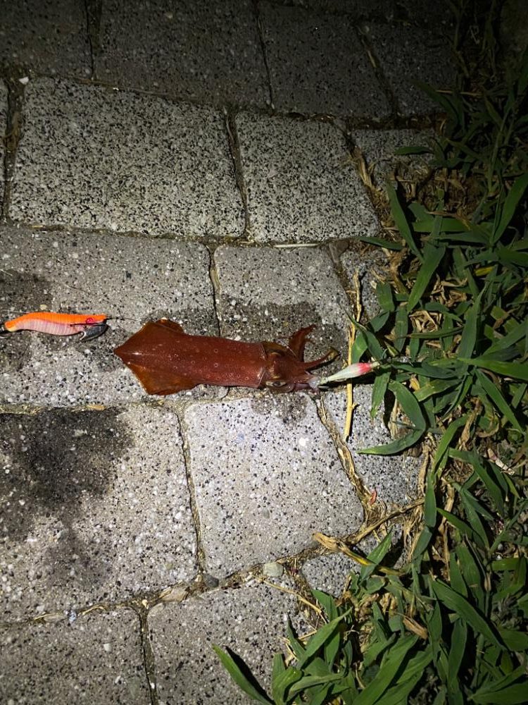 波止からケンサキイカ