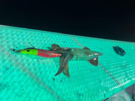 兵庫県豊岡イカメタル