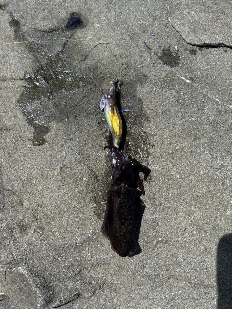 秋イカスタート