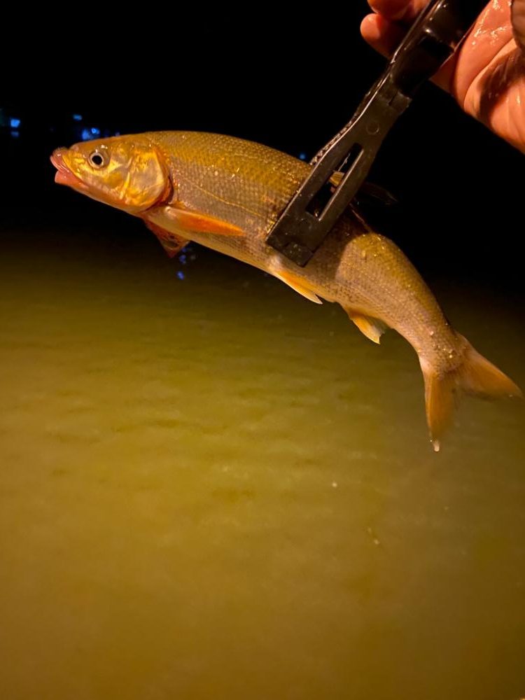 久々のアジング