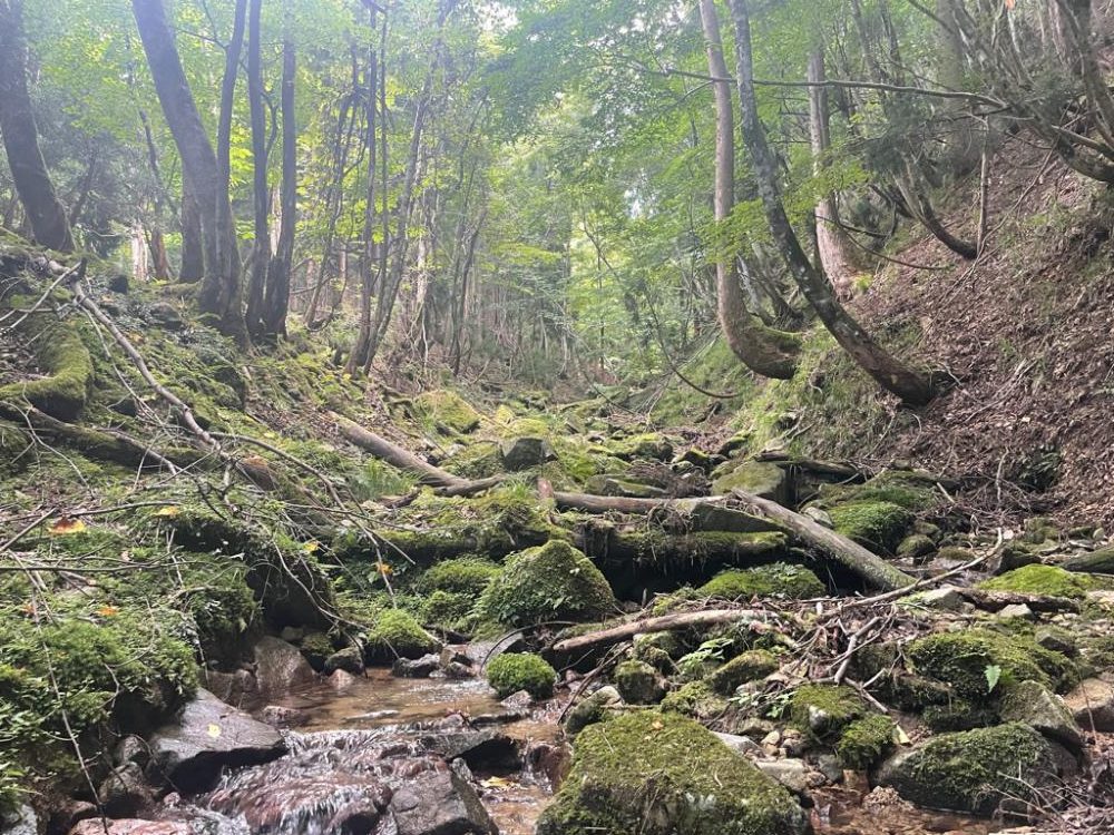 釣った魚を昼飯に