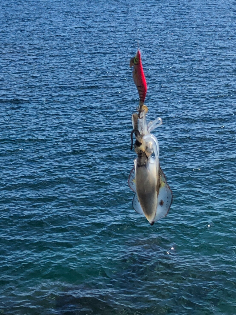 新子はどうかな?