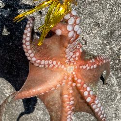 カニパワー‼️、、、