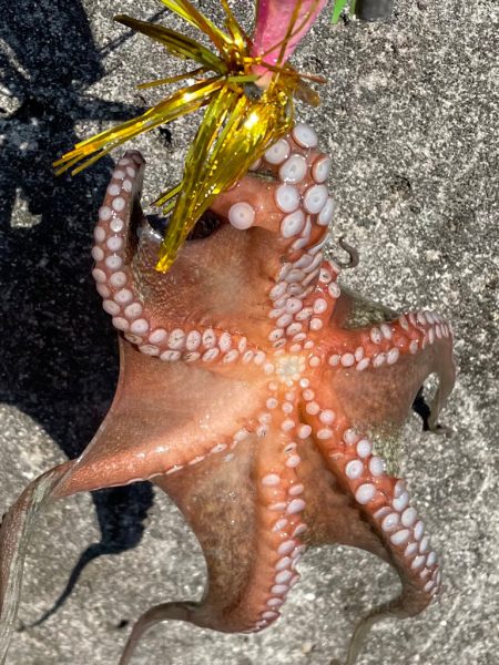 カニパワー‼️…