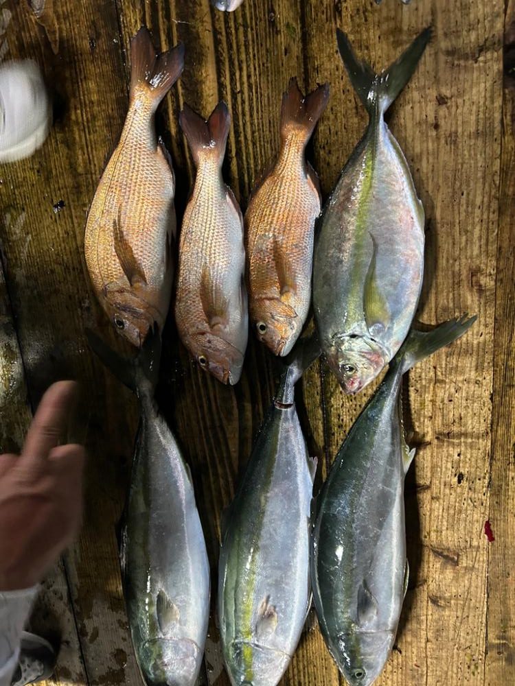 あなたに逢い鯛釣り堀　夕まずめコース